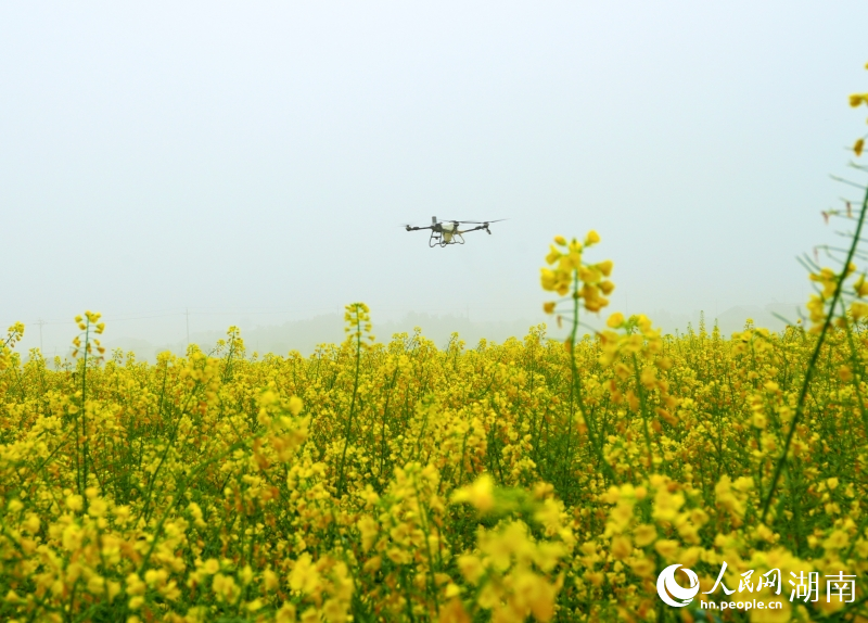 岳阳县中洲油菜大面积单产提升示范区,无人机播撒肥料。人民网记者 刘汕摄